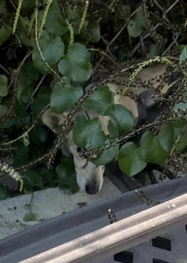 El inesperado secreto de este cachorro dejó atónitos a los rescatistas-1