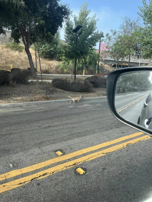 El inesperado secreto de este cachorro dejó atónitos a los rescatistas-1