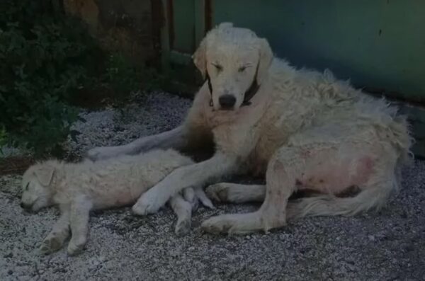 Vínculo inquebrantable: la feroz lucha de una mamá perro para proteger a su cachorro del peligro-1