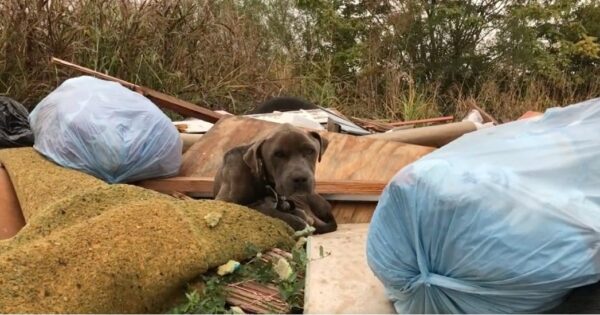 Descubriendo un milagro peludo: un encuentro en la basura que cambia la vida-1