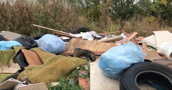 Descubriendo un milagro peludo: un encuentro en la basura que cambia la vida-1