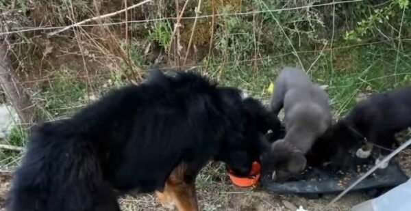 'Unexpected Heroes: Campers' Encounter with a Brave Canine Family-1