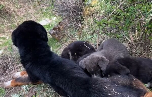 'Unexpected Heroes: Campers' Encounter with a Brave Canine Family-1