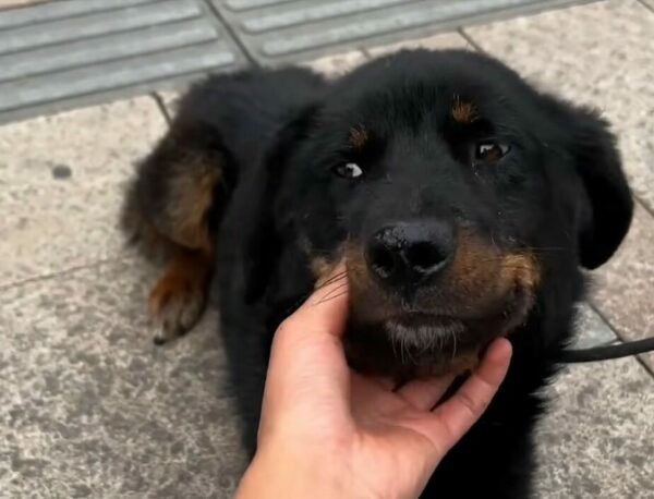 'Héroes inesperados: Encuentro de campistas con una valiente familia canina-1