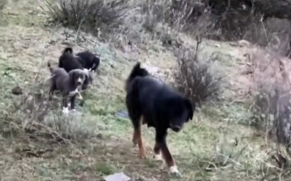 'Héroes inesperados: Encuentro de campistas con una valiente familia canina-1