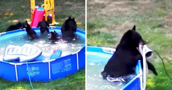 Uninvited Guests Turn Family Pool Day Into Wild Adventure-1