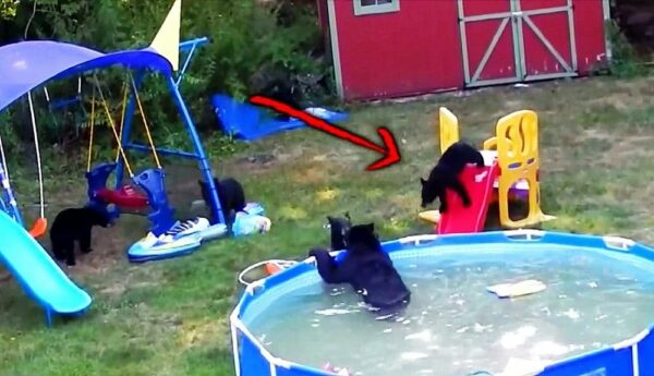 Uninvited Guests Turn Family Pool Day Into Wild Adventure-1