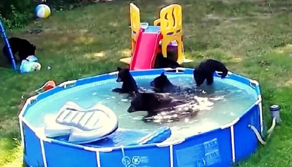 Uninvited Guests Turn Family Pool Day Into Wild Adventure-1