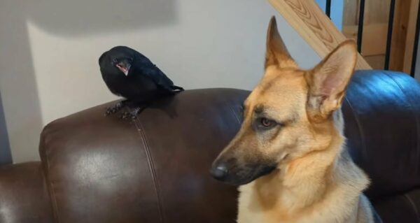 Unlikely Bond: How a Crow Found Family in a German Shepherd-1