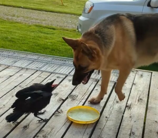 Unlikely Bond: How a Crow Found Family in a German Shepherd-1