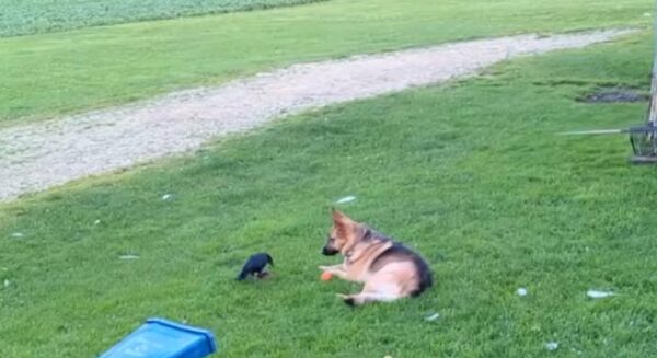 Unlikely Bond: How a Crow Found Family in a German Shepherd-1