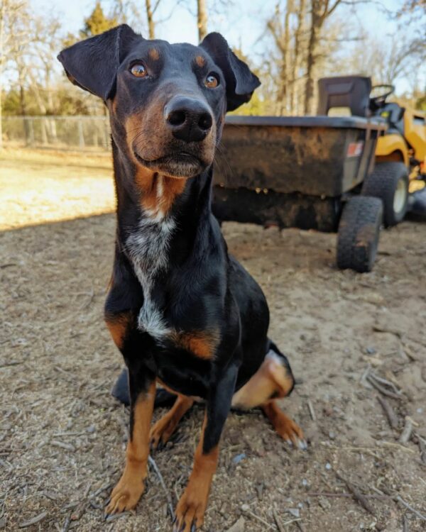 Unseen Twist: Resilient Dog's Journey from Tragedy to Triumph-1