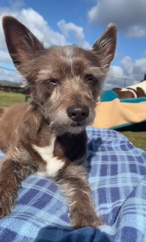 Mira la desgarradora despedida de este canino que conmoverá tu alma-1