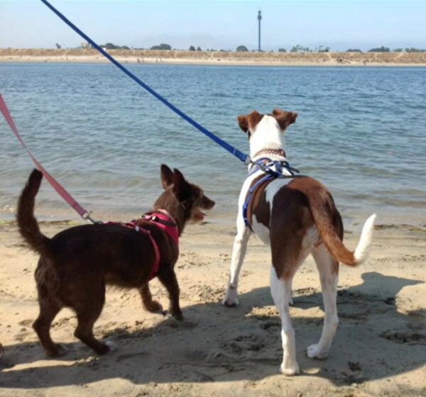 Mira la desgarradora despedida de este canino que conmoverá tu alma-1