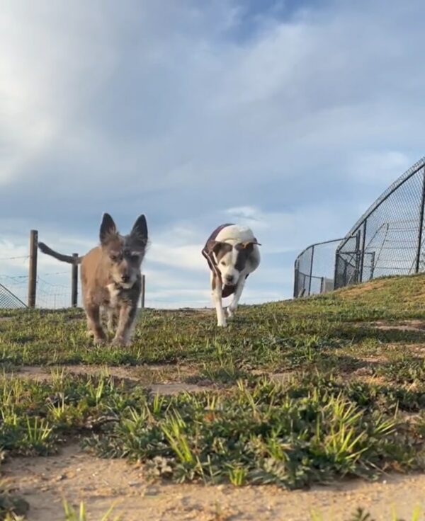 Mira la desgarradora despedida de este canino que conmoverá tu alma-1