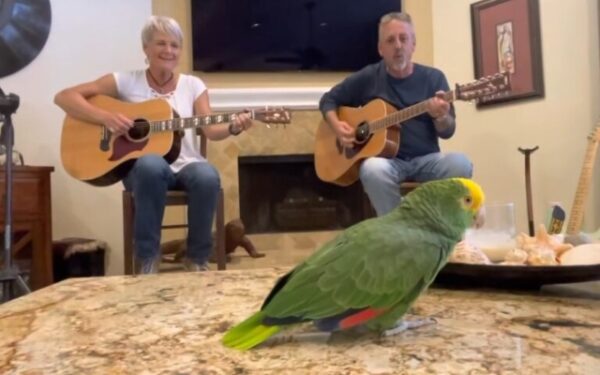 When a Parrot's Song Leaves Everyone Breathless-1