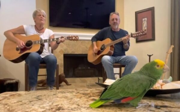 When a Parrot's Song Leaves Everyone Breathless-1