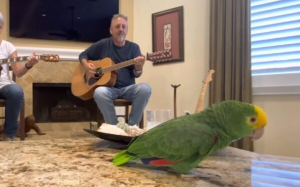 When a Parrot's Song Leaves Everyone Breathless-1