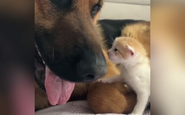 Cuando la curiosidad se encuentra con la ternura: el entrañable encuentro de un pastor alemán con un gatito-1