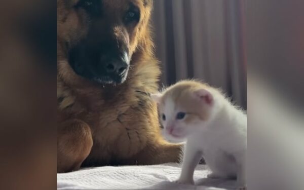 Cuando la curiosidad se encuentra con la ternura: el entrañable encuentro de un pastor alemán con un gatito-1