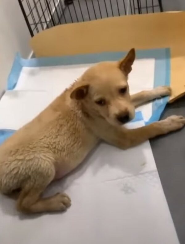 Whispers of Hope: Abandoned Puppy Finds a Guardian Angel-1