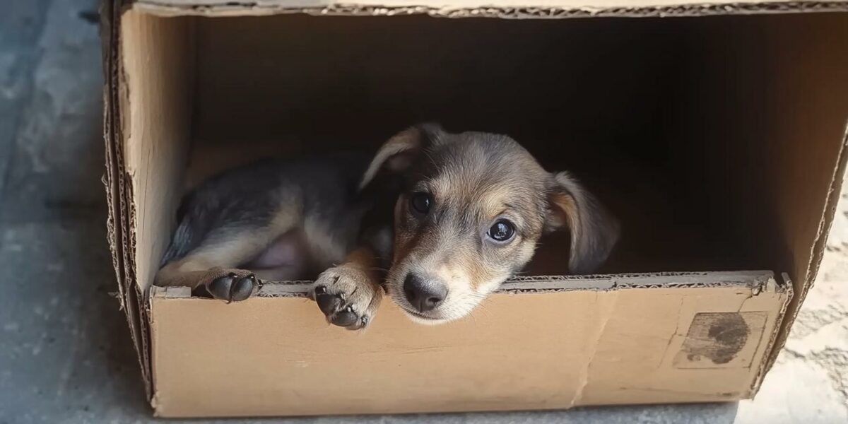 Whispers of Hope: Abandoned Puppy Finds a Guardian Angel