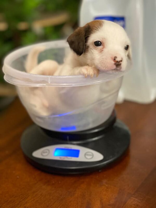 A Box on the Sidewalk Held a Tiny Secret That Tugged at Rescuers' Hearts-1