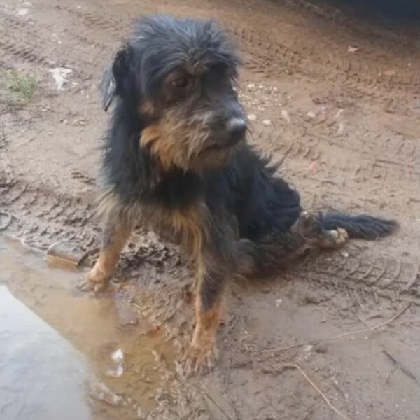 Un encuentro casual que cambió para siempre la vida de un perro en apuros-1