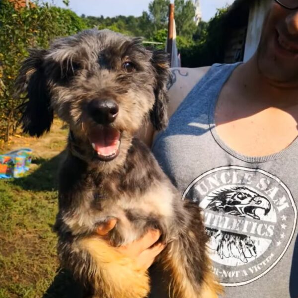 Un encuentro casual que cambió para siempre la vida de un perro en apuros-1