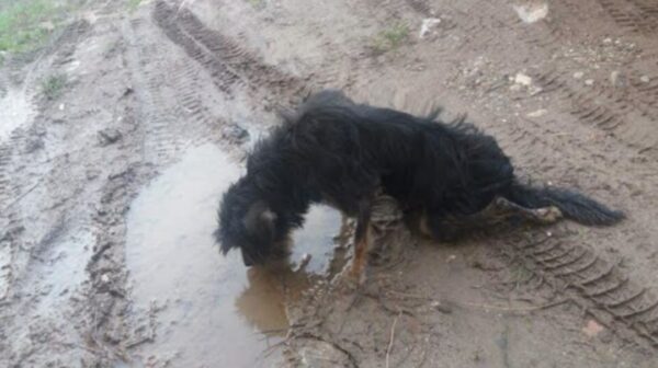 Un encuentro casual que cambió para siempre la vida de un perro en apuros-1