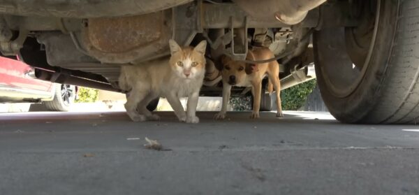 Compasión desatada: cómo un gato y sus cachorros crearon un vínculo que les salvó la vida-1