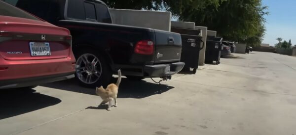 Compasión desatada: cómo un gato y sus cachorros crearon un vínculo que les salvó la vida-1