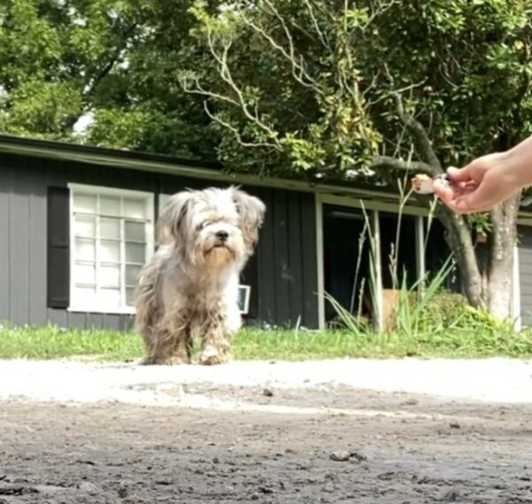 From Streets to Forever: The Unbelievable Transformation of a Stray Puppy-1