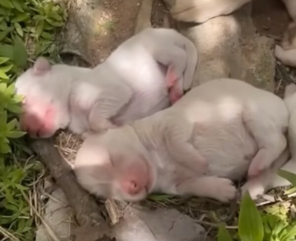 Descuidada por un dueño sin corazón, la lucha de esta mamá perra por sus cachorros te tocará la fibra sensible-1