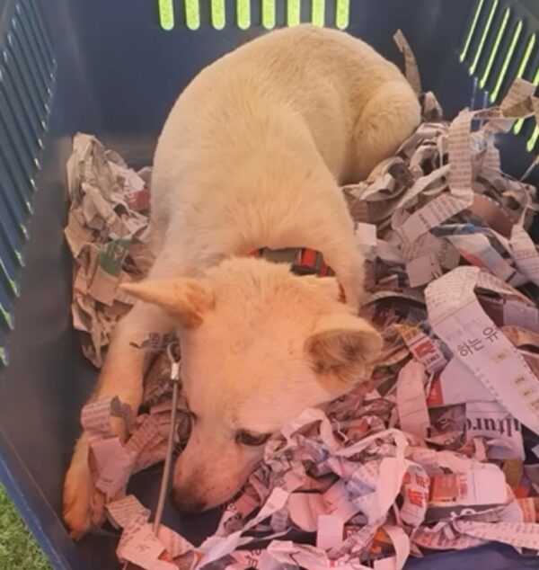 Descuidada por un dueño sin corazón, la lucha de esta mamá perra por sus cachorros te tocará la fibra sensible-1