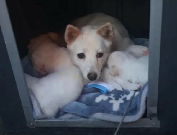 Descuidada por un dueño sin corazón, la lucha de esta mamá perra por sus cachorros te tocará la fibra sensible-1