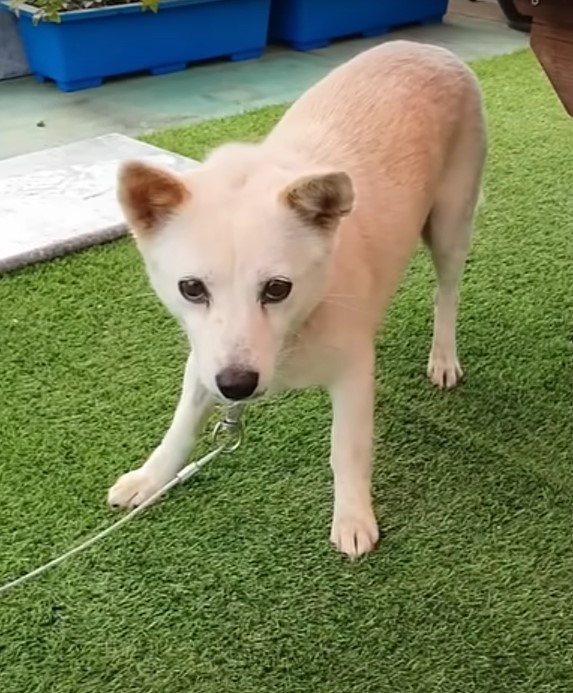 Descuidada por un dueño sin corazón, la lucha de esta mamá perra por sus cachorros te tocará la fibra sensible-1