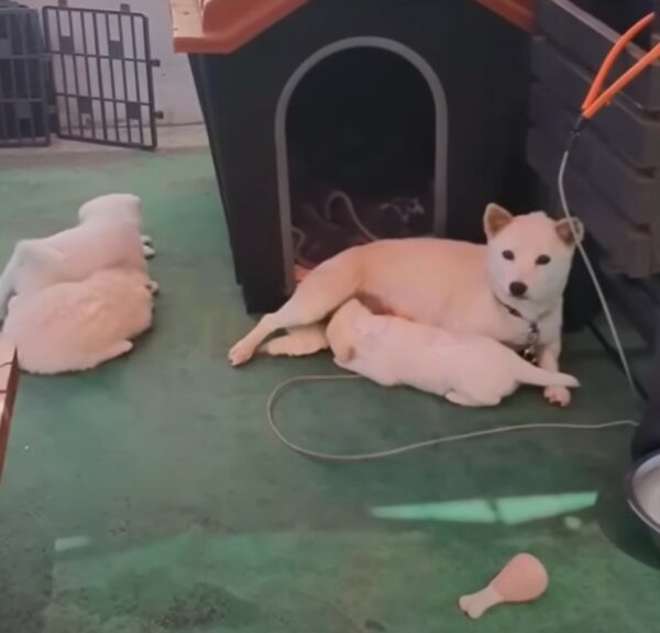 Descuidada por un dueño sin corazón, la lucha de esta mamá perra por sus cachorros te tocará la fibra sensible-1