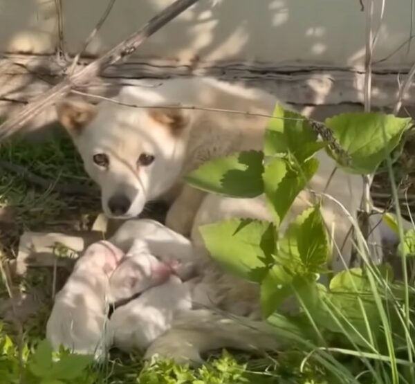 Descuidada por un dueño sin corazón, la lucha de esta mamá perra por sus cachorros te tocará la fibra sensible-1