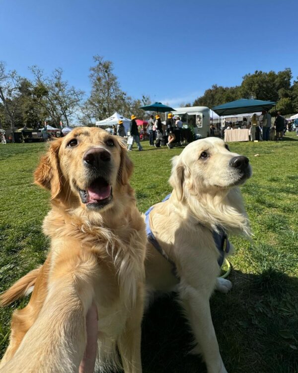 Prepare to Be Mesmerized by This Golden Retriever's Magical Adventure-1