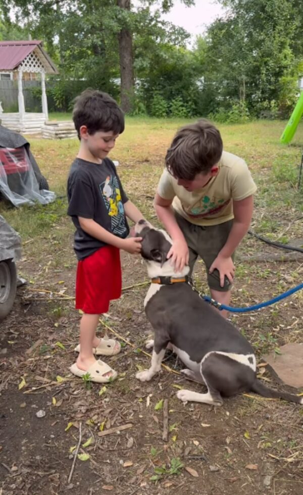 El viaje emocional de un Pittie que recupera la vida después de años de oscuridad-1