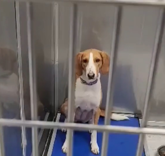 The Heartbreaking Journey of a Dog Longing for a True Home-1